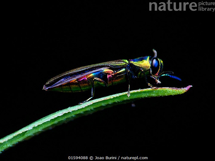 São Paulo fotos beetle 53453